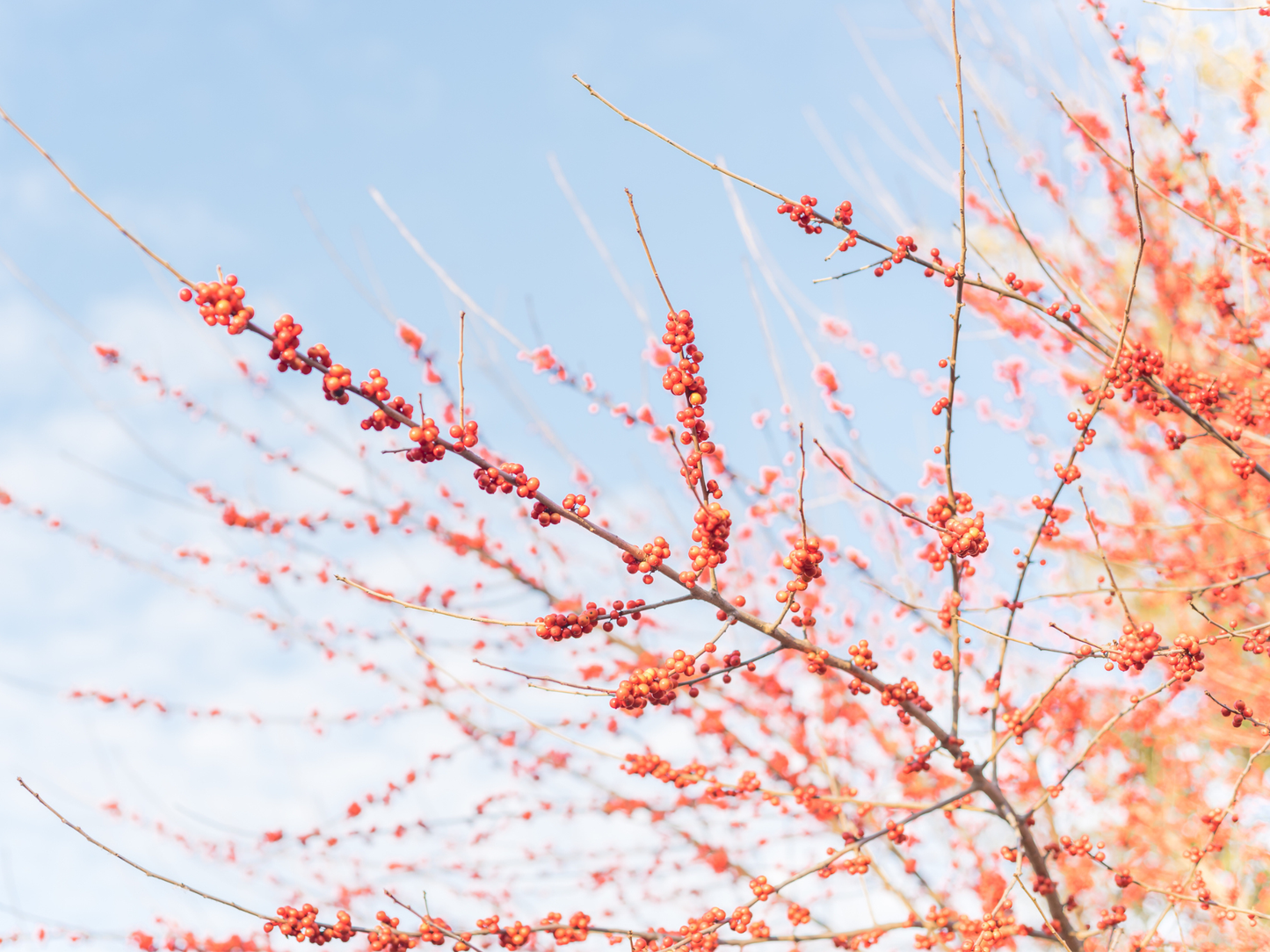 Possumhaw Tree Seeds | Deciduous Holly | (Ilex decidua)