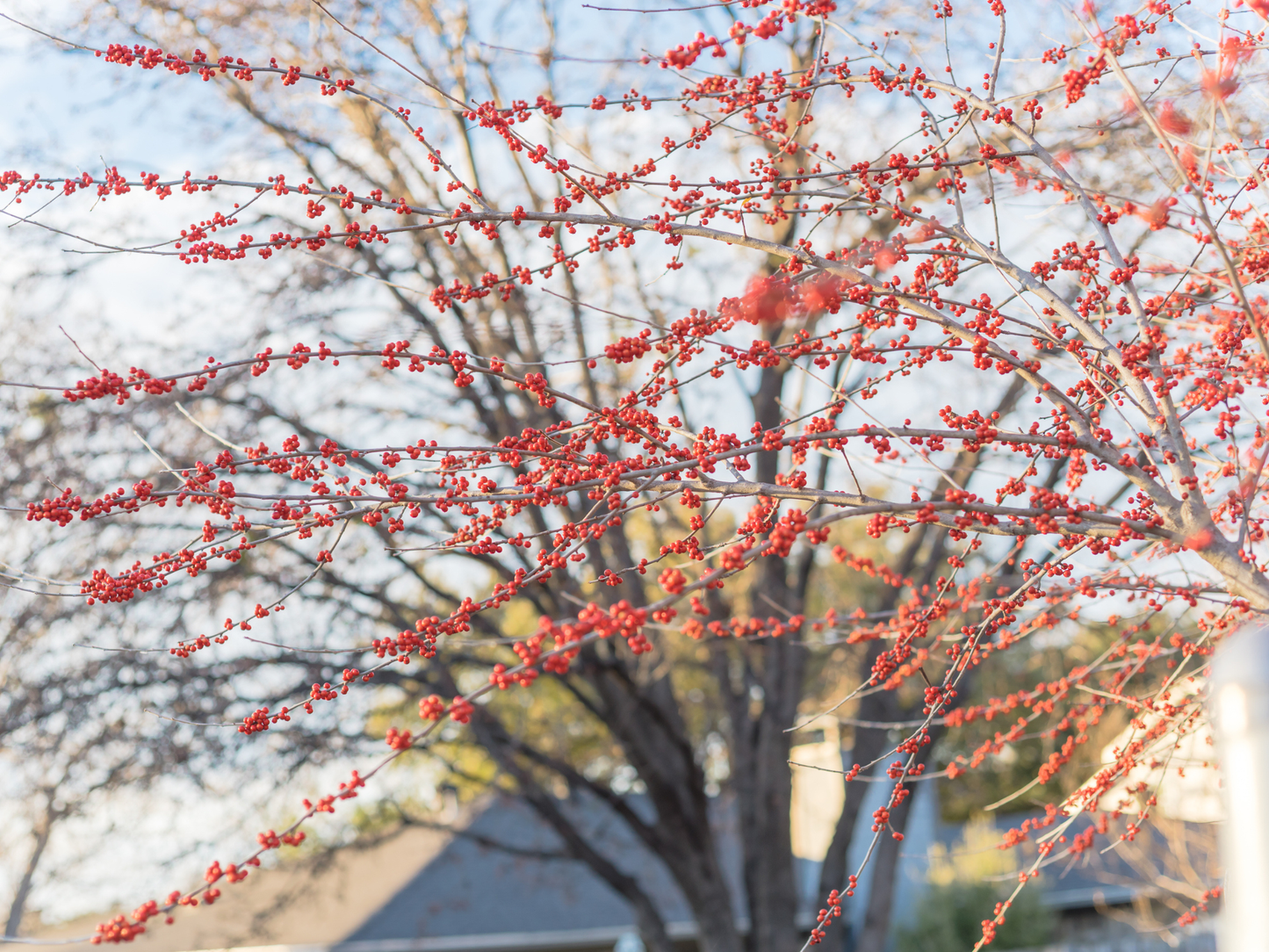 Possumhaw Tree Seeds | Deciduous Holly | (Ilex decidua)