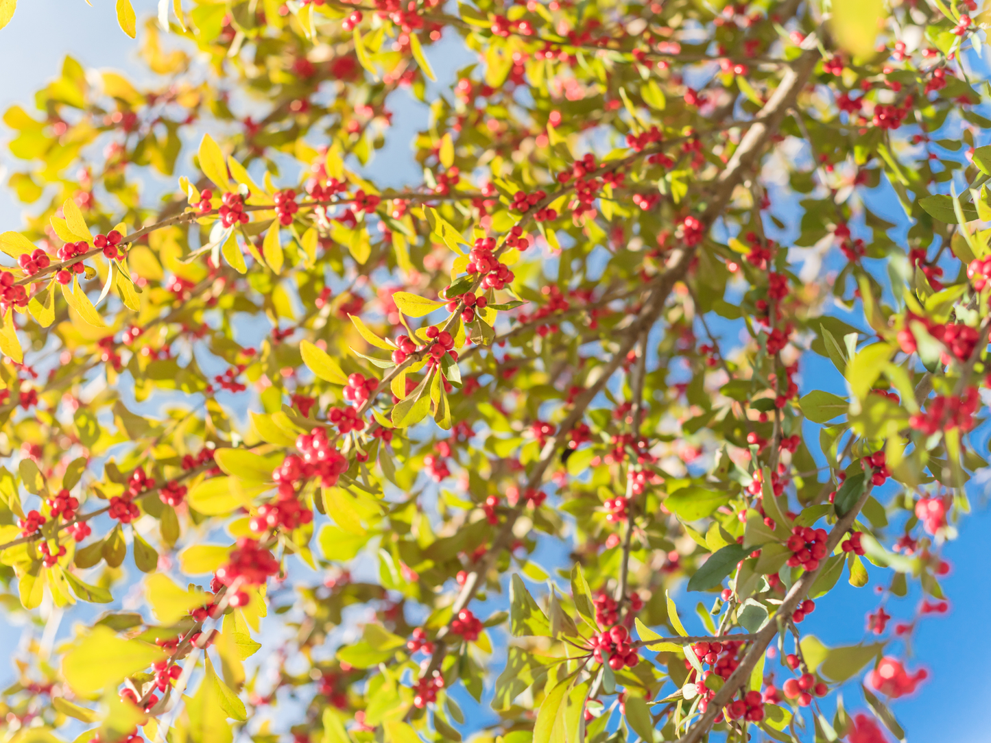 Possumhaw Tree Seeds | Deciduous Holly | (Ilex decidua)