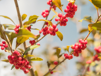 Possumhaw Tree Seeds | Deciduous Holly | (Ilex decidua)