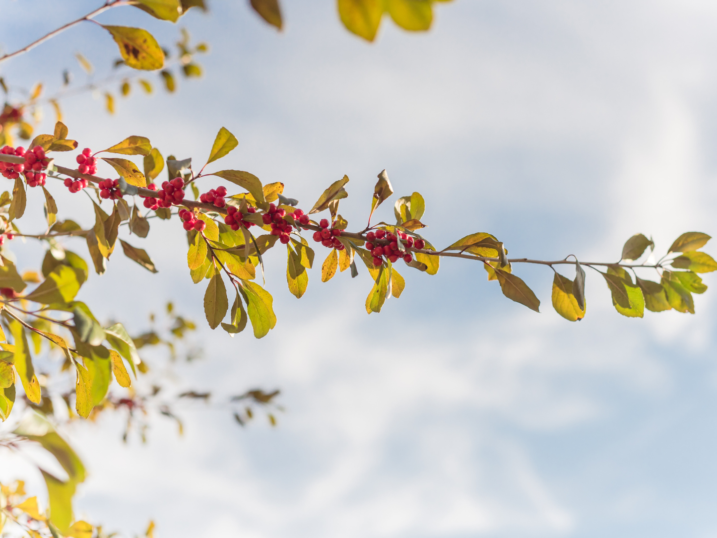 Possumhaw Tree Seeds | Deciduous Holly | (Ilex decidua)
