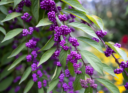 Purple Beautyberry Tree Seeds | Japanese Beautyberry | (Callicarpa dichotoma)