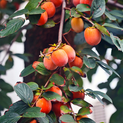 Pomegranates hanging from a tree with green leaves