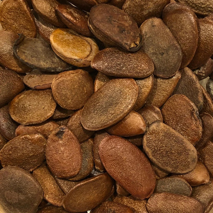 Close-up of Persimmon Tree Seeds
