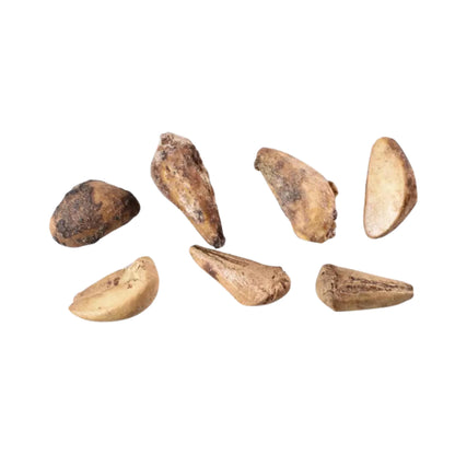Seven pomegranate seeds on a white background