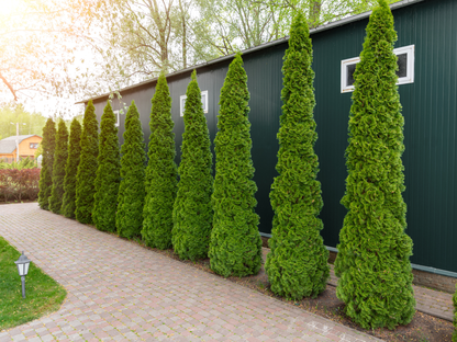 American Arborvitae Tree Seeds | (Thuja occidentalis ‘Pyramidalis’)