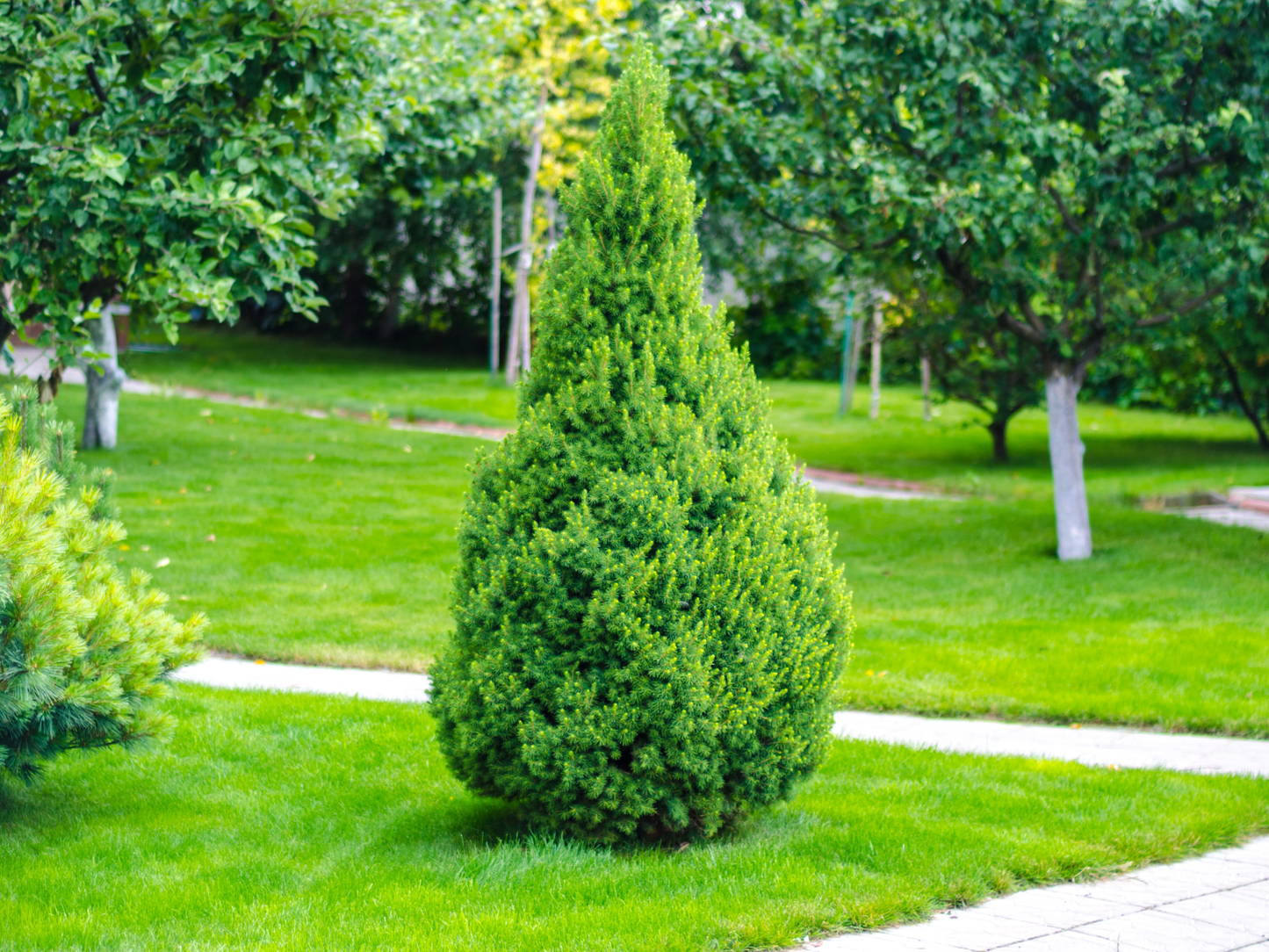 American Arborvitae Tree Seeds | (Thuja occidentalis ‘Pyramidalis’)