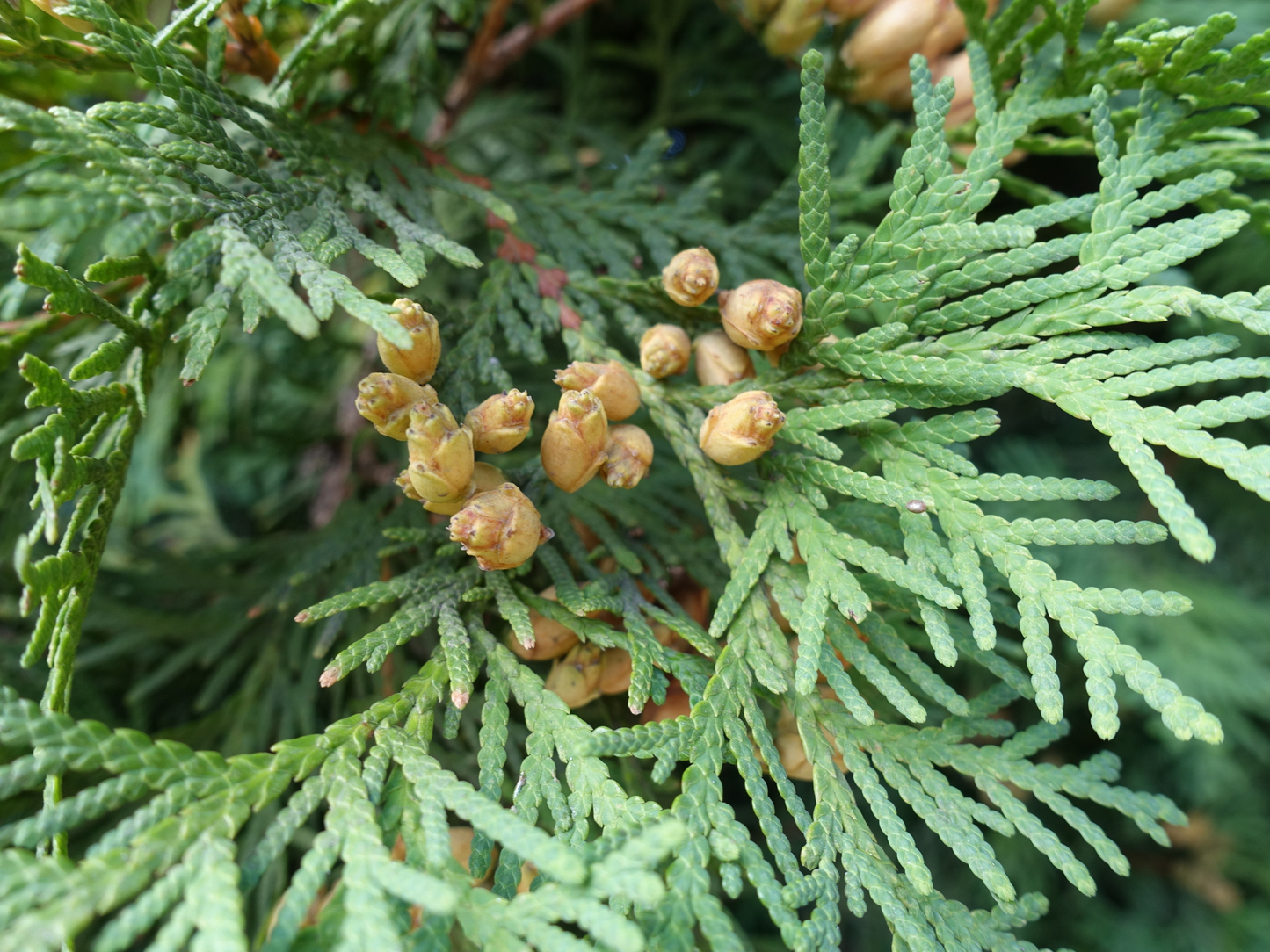 American Arborvitae Tree Seeds | (Thuja occidentalis ‘Pyramidalis’)