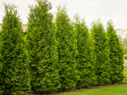 American Arborvitae Tree Seeds | (Thuja occidentalis ‘Pyramidalis’)