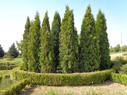 American Arborvitae Tree Seeds | (Thuja occidentalis ‘Pyramidalis’)