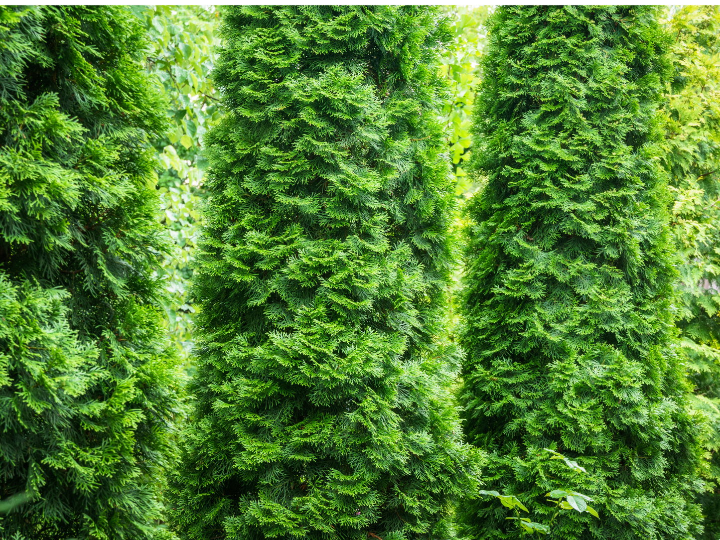 American Arborvitae Tree Seeds | (Thuja occidentalis ‘Pyramidalis’)