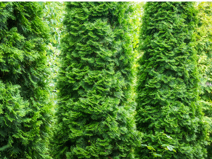 American Arborvitae Tree Seeds | (Thuja occidentalis ‘Pyramidalis’)