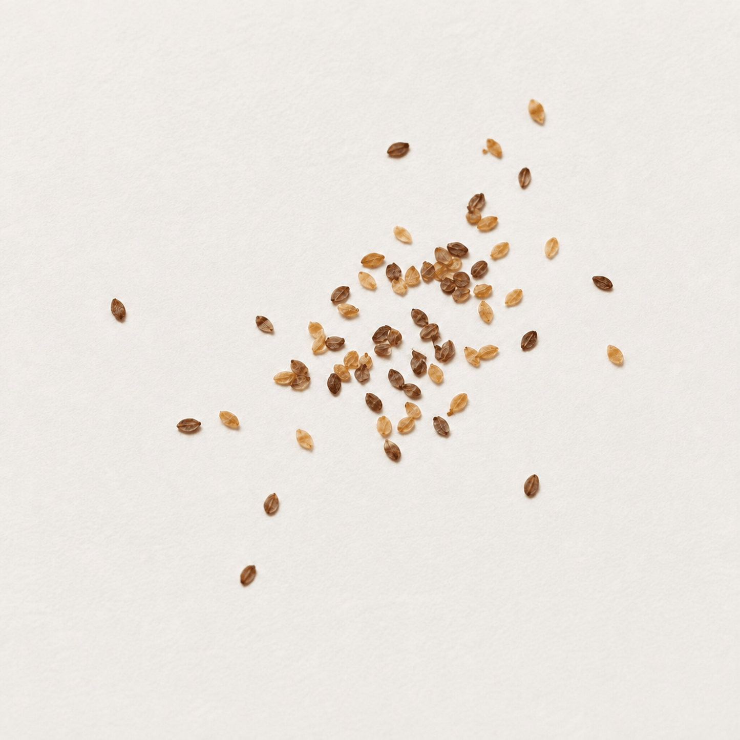 Quaking Aspen Tree Seeds (Populus tremuloides)
