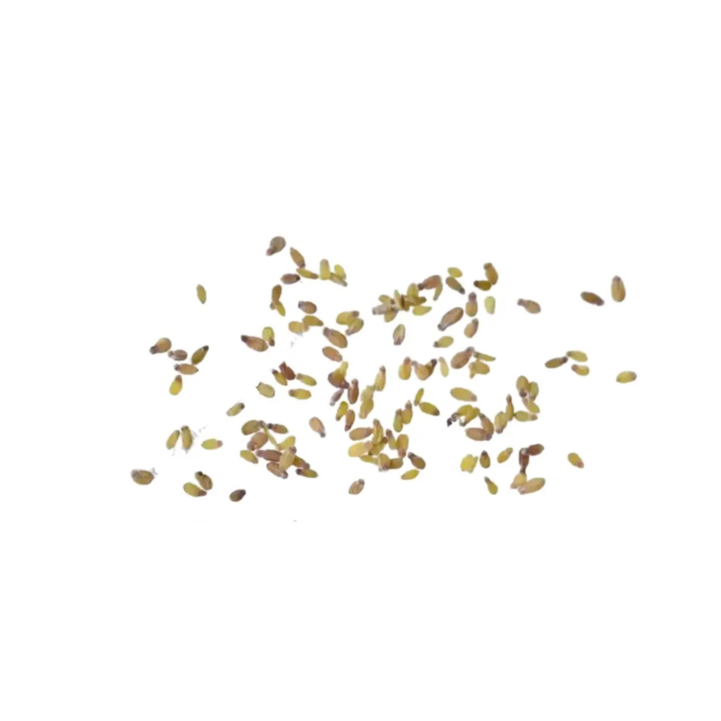 Quaking Aspen Tree Seeds (Populus tremuloides)