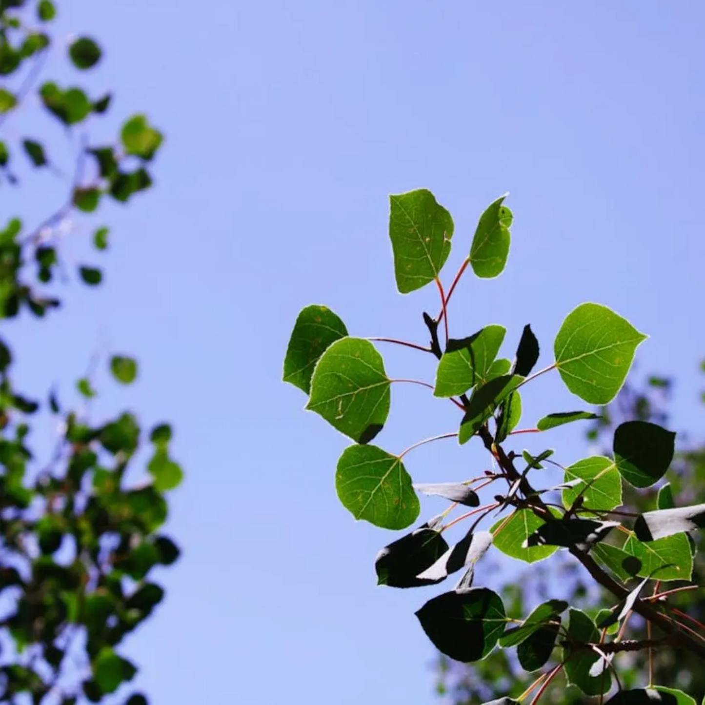 Quaking Aspen Tree Seeds (Populus tremuloides)