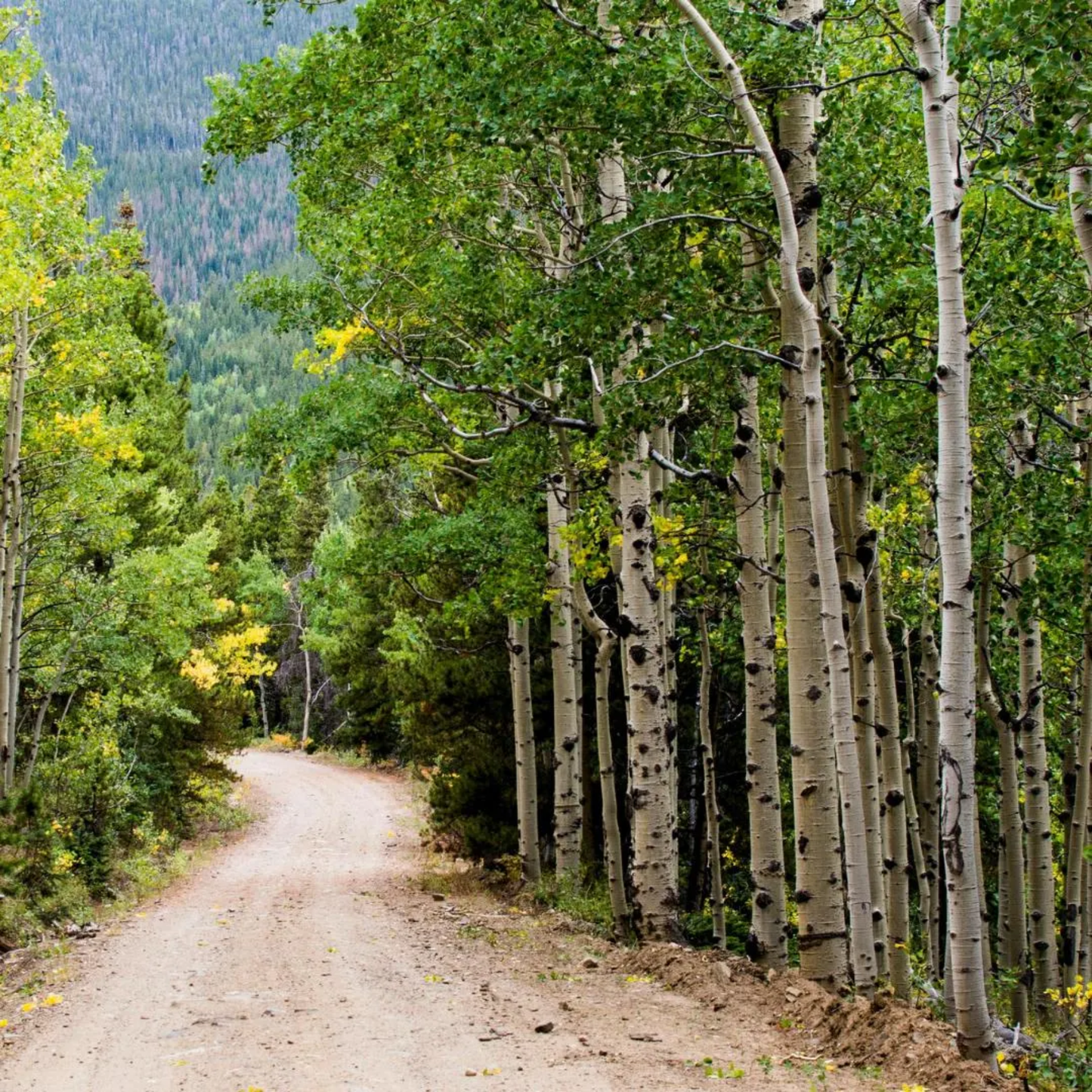 Quaking Aspen Tree Seeds (Populus tremuloides)