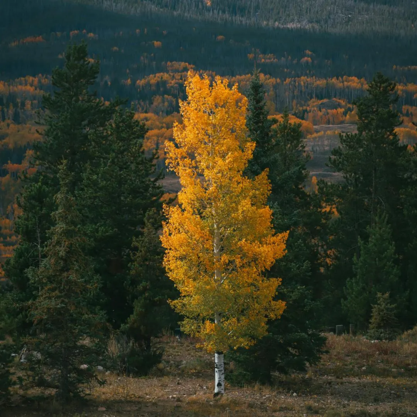 Quaking Aspen Tree Seeds (Populus tremuloides)