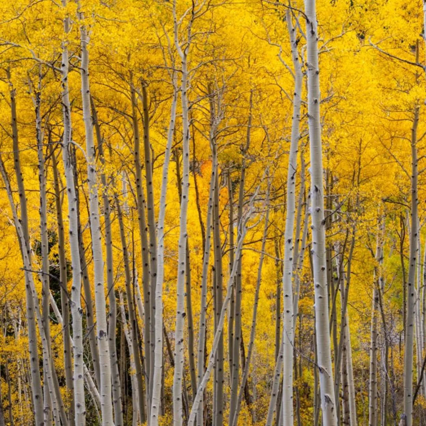 Quaking Aspen Tree Seeds (Populus tremuloides)