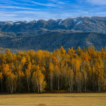 Quaking Aspen Tree Seeds (Populus tremuloides)