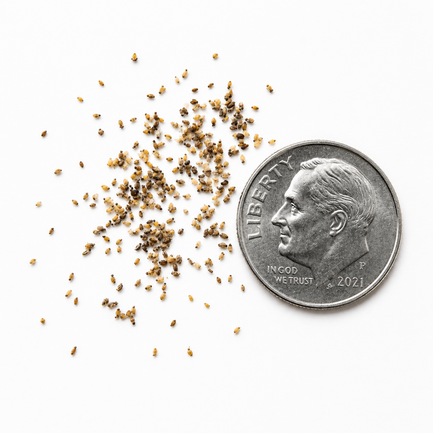 Quaking Aspen Tree Seeds (Populus tremuloides)