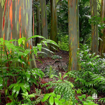 Rainbow Eucalyptus Tree Seeds (Eucalyptus deglupta)