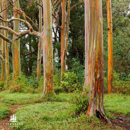 Rainbow Eucalyptus Tree Seeds (Eucalyptus deglupta)