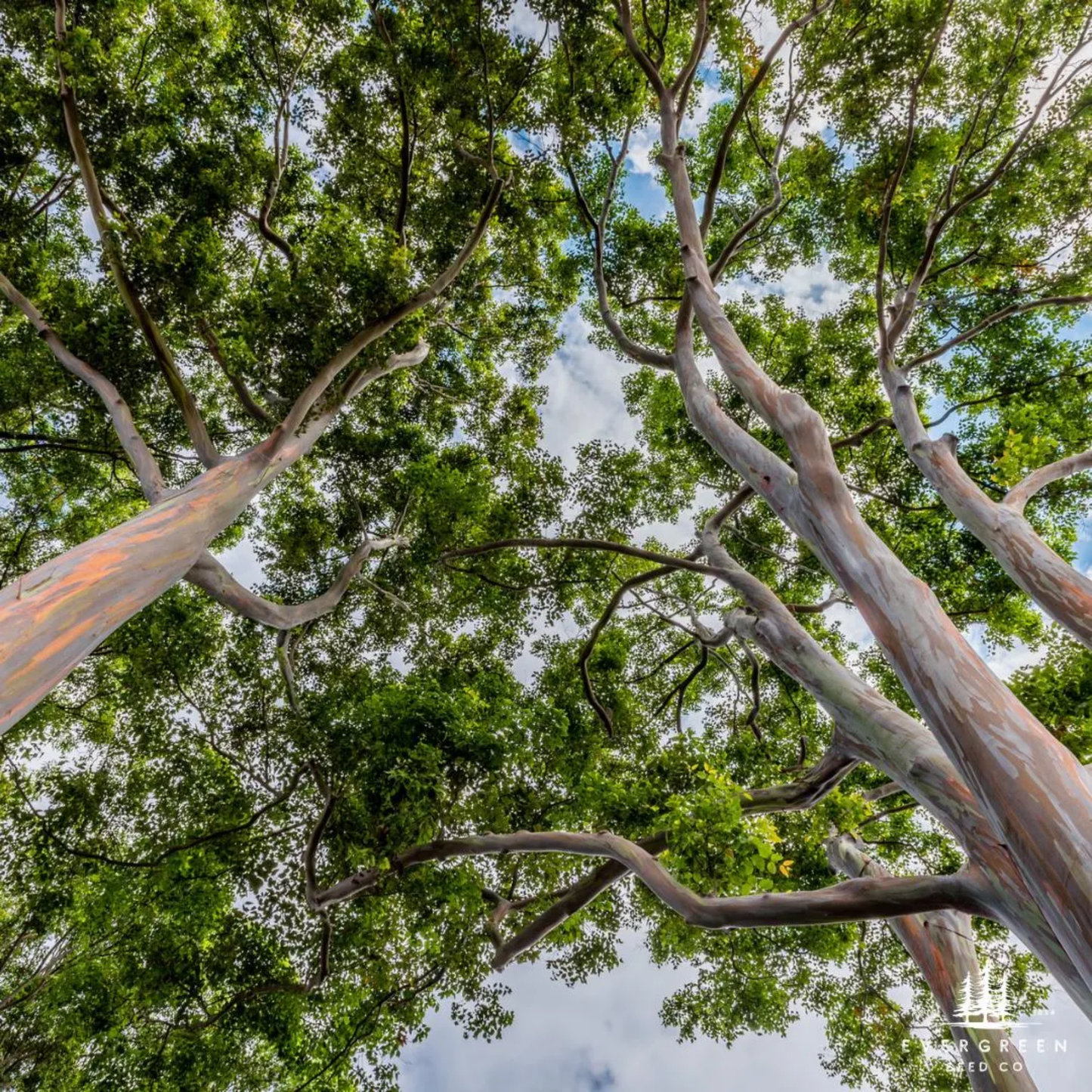 Rainbow Eucalyptus Tree Seeds (Eucalyptus deglupta)