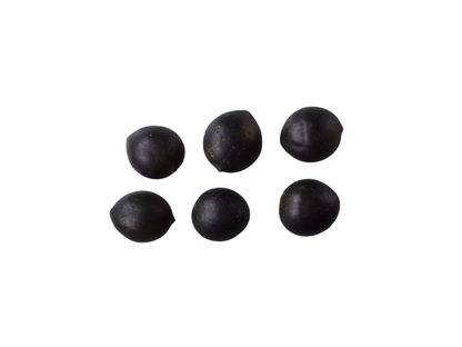 Redbay Tree Seeds | Swamp Bay | (Persea borbonia)