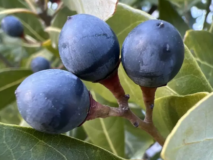 Redbay Tree Seeds | Swamp Bay | (Persea borbonia)