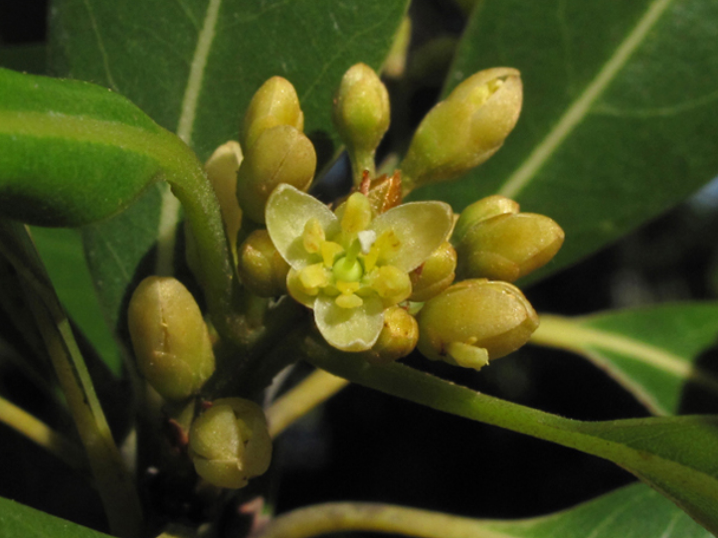 Redbay Tree Seeds | Swamp Bay | (Persea borbonia)