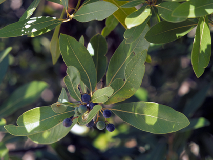 Redbay Tree Seeds | Swamp Bay | (Persea borbonia)