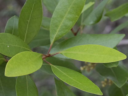Redbay Tree Seeds | Swamp Bay | (Persea borbonia)