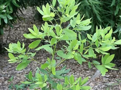 Redbay Tree Seeds | Swamp Bay | (Persea borbonia)