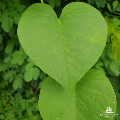 Eastern Redbud Tree Seeds-(Cercis canadensis)