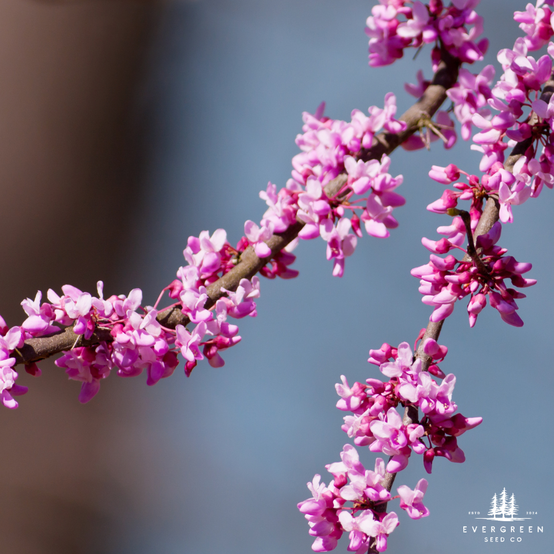 Eastern Redbud Tree Seeds-(Cercis canadensis)