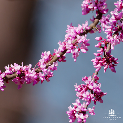 Eastern Redbud Tree Seeds-(Cercis canadensis)