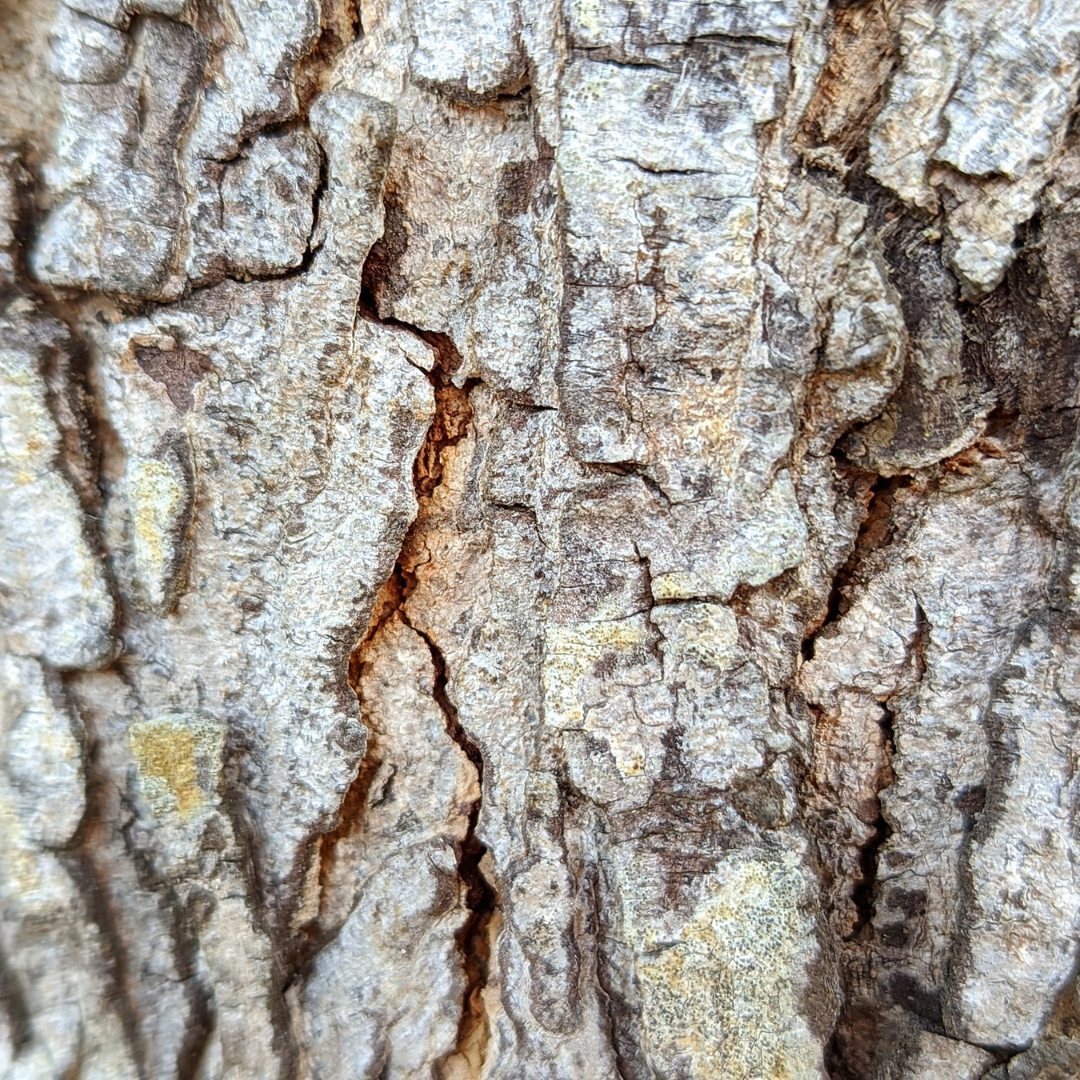 Red Maple -(Acer rubrum)