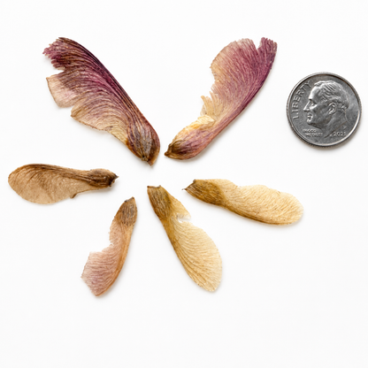 Red Maple -(Acer rubrum)