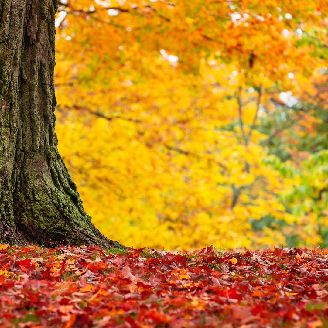 Red Maple -(Acer rubrum)