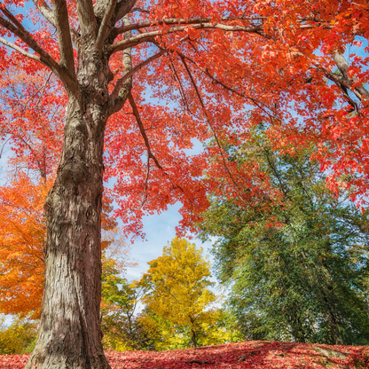 Red Maple -(Acer rubrum)