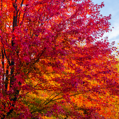 Red Maple -(Acer rubrum)