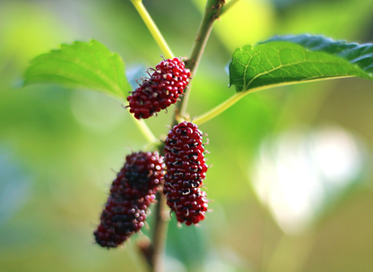 Red Mulberry Tree Seeds | American Mulberry | (Morus rubra)
