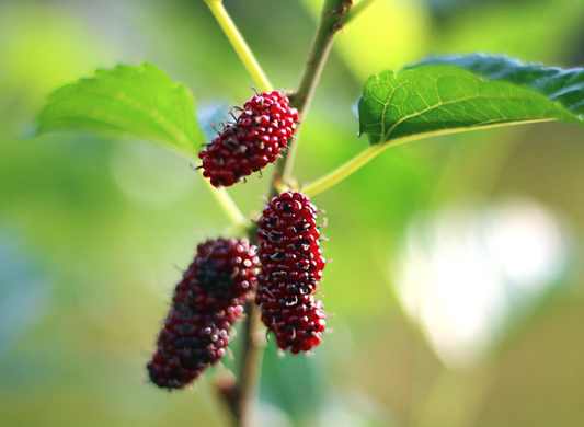 Red Mulberry Tree Seeds | American Mulberry | (Morus rubra)