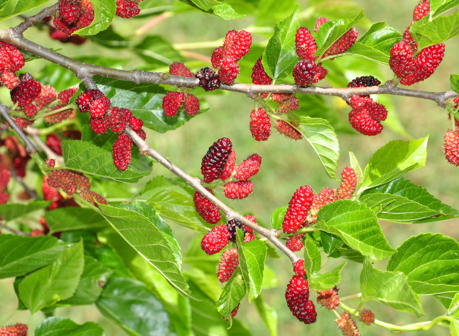Red Mulberry Tree Seeds | American Mulberry | (Morus rubra)