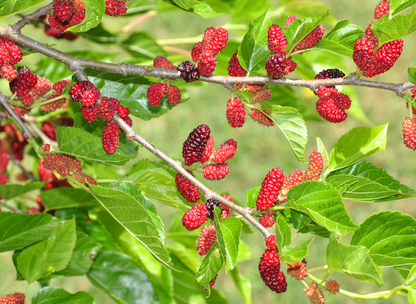 Red Mulberry Tree Seeds | American Mulberry | (Morus rubra)