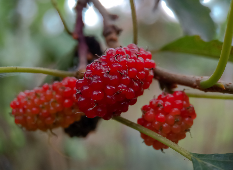 Red Mulberry Tree Seeds | American Mulberry | (Morus rubra)