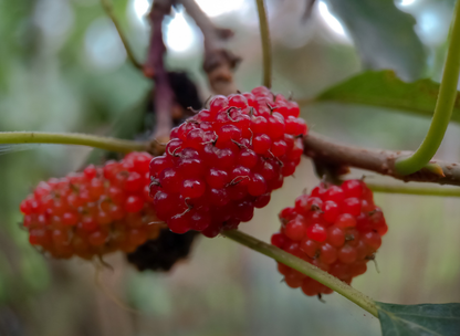 Red Mulberry Tree Seeds | American Mulberry | (Morus rubra)