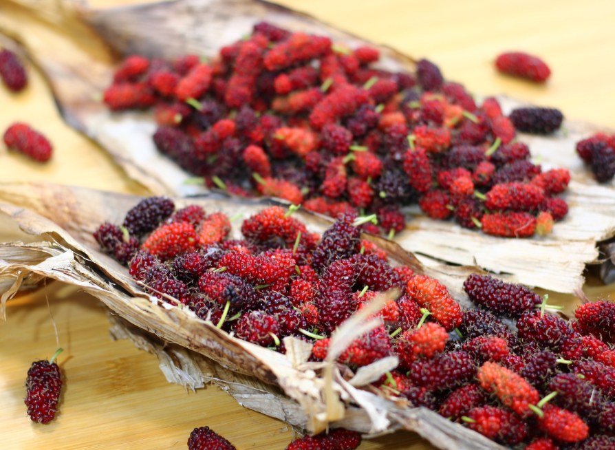 Red Mulberry Tree Seeds | American Mulberry | (Morus rubra)