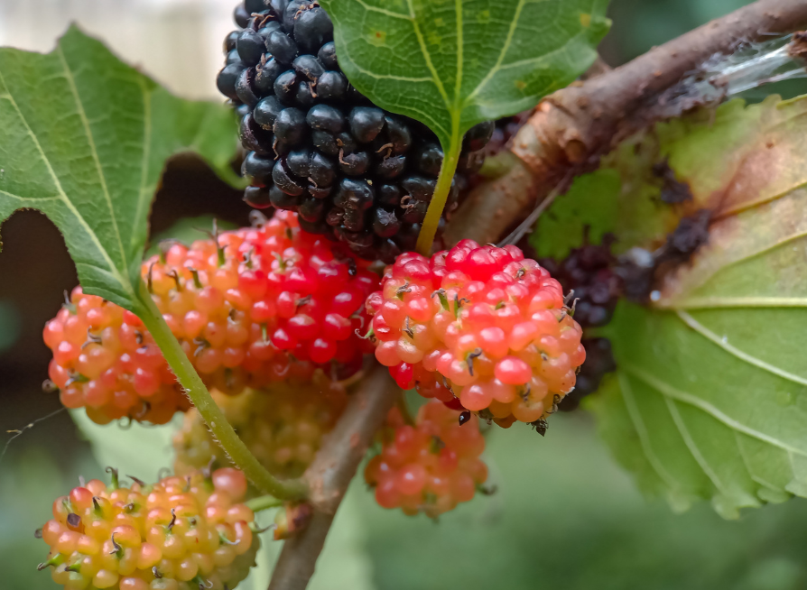 Red Mulberry Tree Seeds | American Mulberry | (Morus rubra)