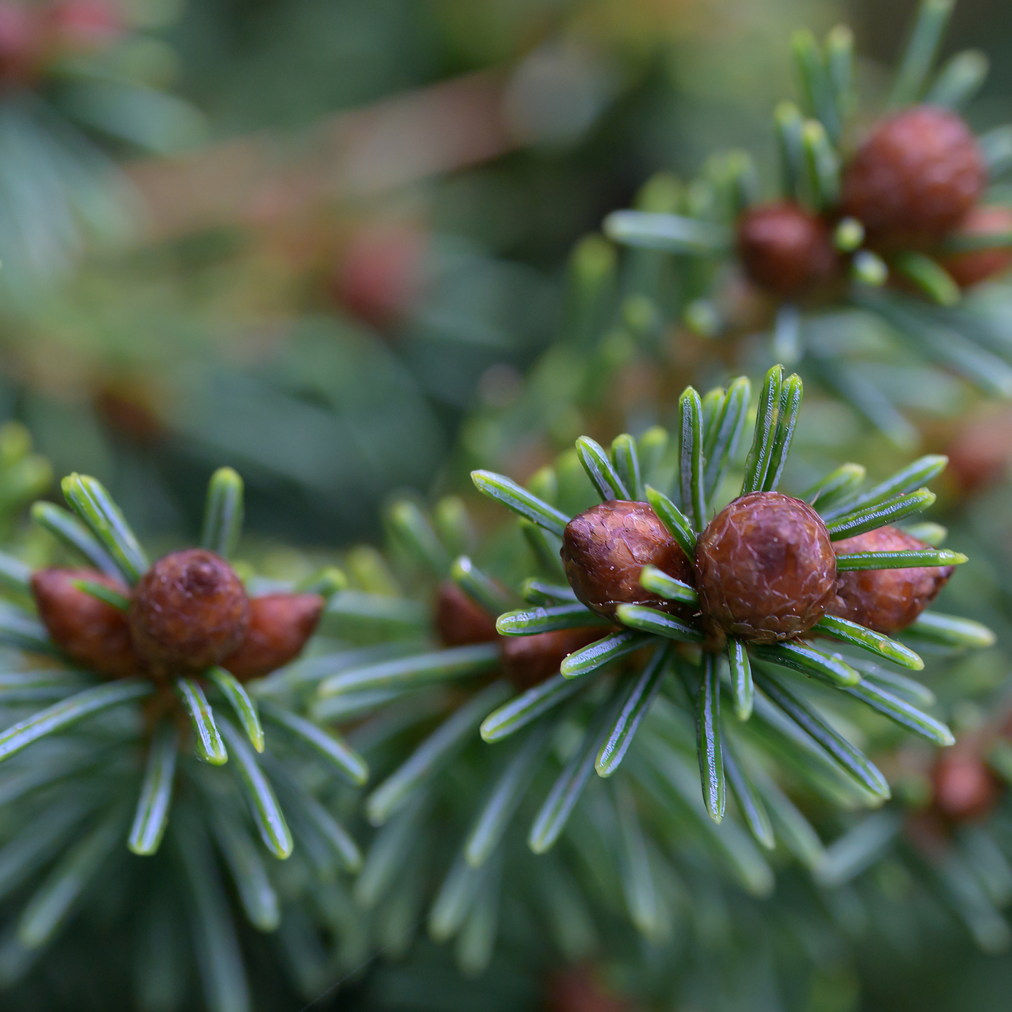 Red Spruce Tree Seeds | (Picea rubens) | Central Appalachian Provenance – Osceola, WV